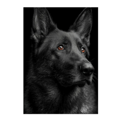 Dogs