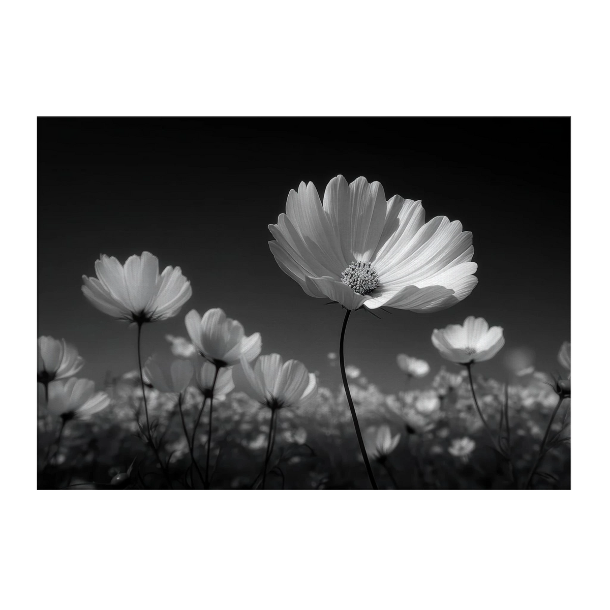d86233f3-21e5-4a13-9a15-2585104120ab